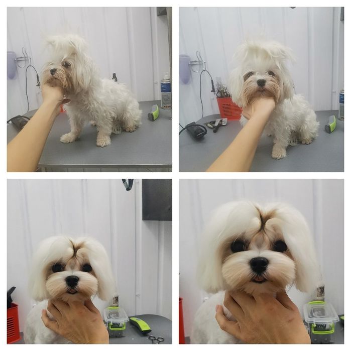 Груминг собаки, коты , салон