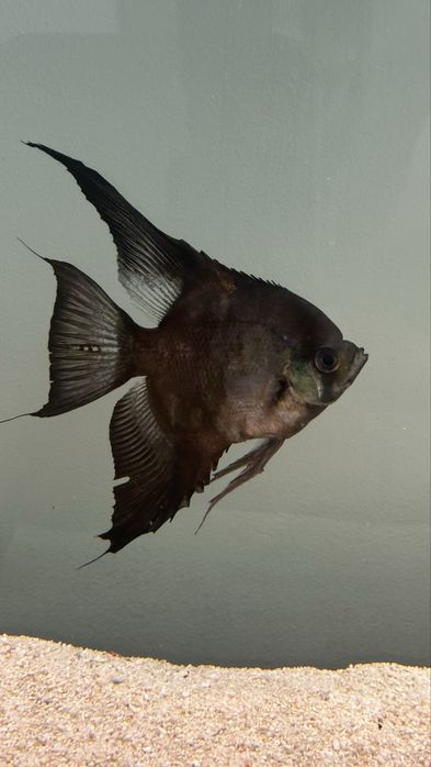 Peixe escalar Preto
