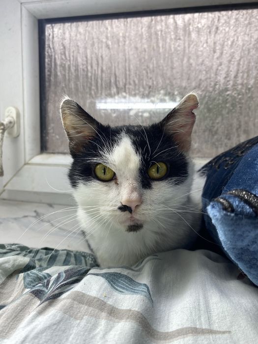 Piękny, radosny i kontaktowy kocurek do przygarnięcia