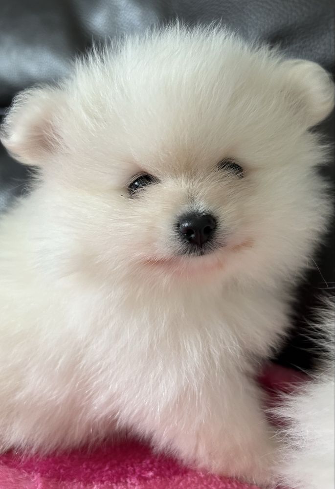 Suczka - Szpic miniaturowy pomeranian.