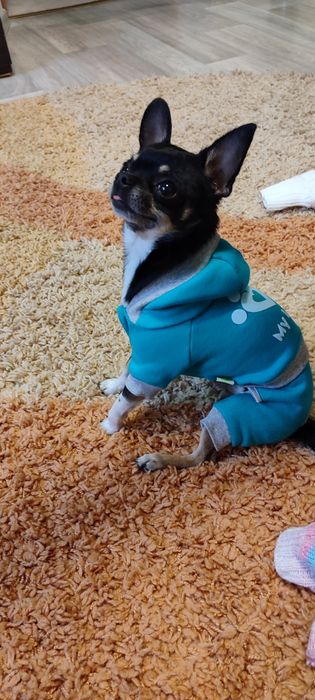 В'язка чихуахуа - 1000 грн