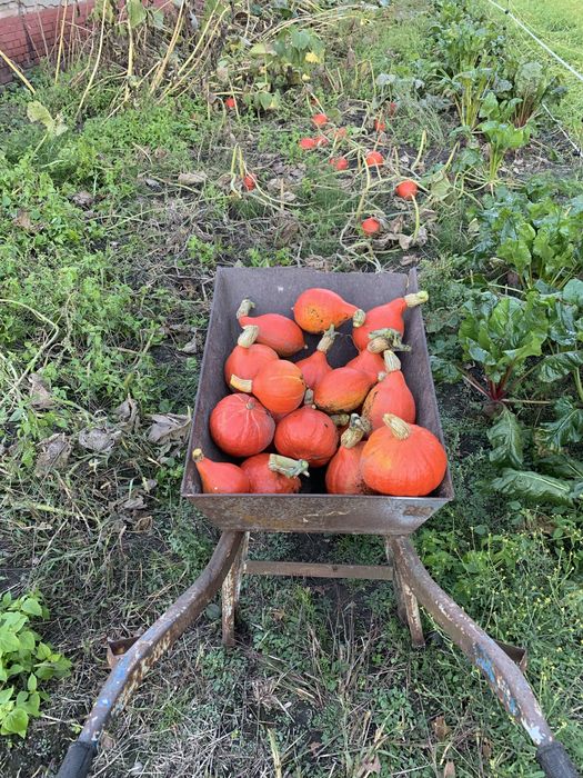 Dynie Hokkaido uprawa bez nawozów