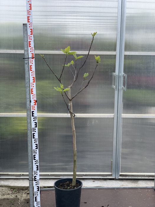 Figa w różnych odmianach