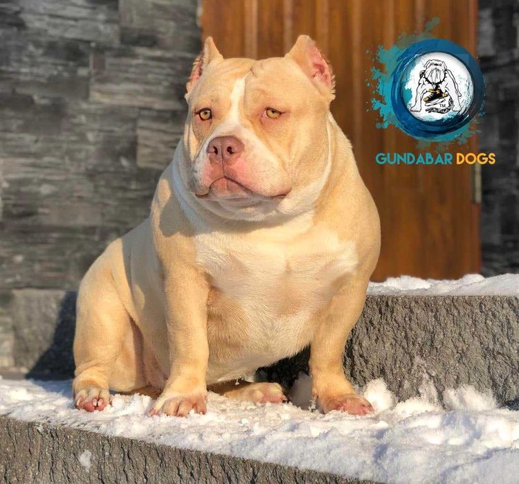 American Bully ABKC Gundabar Dogs