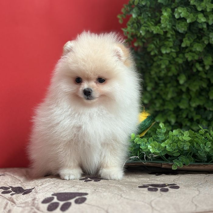 шикарний хлопчик шоу класу.