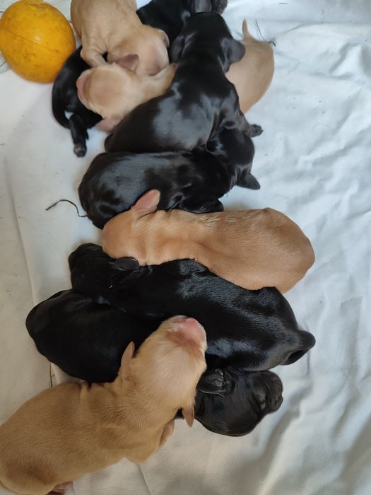 Спаниельки продажа