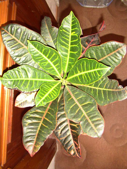 Кротон защитная положительная энергетика для семьи дома