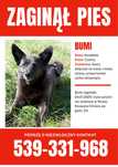Zaginiona suczka 04.01.2025