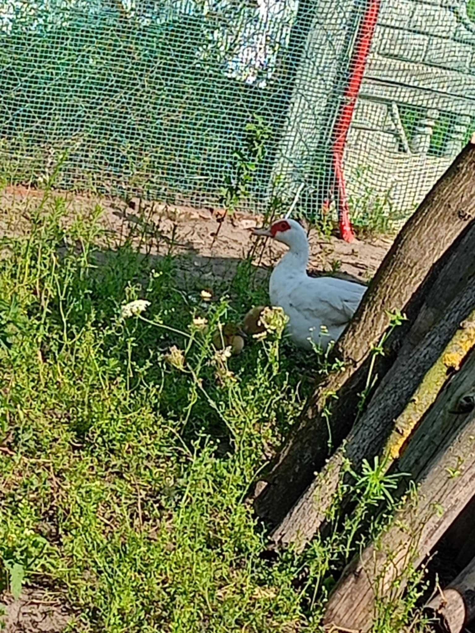 Sprzedam  kaczki