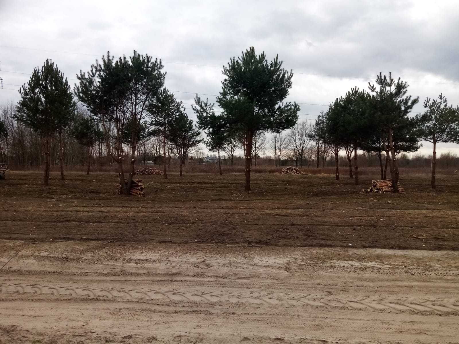 MULCZER LEŚNY  WGŁĘBNY wycinka drzew  Czyszczenie Karczowanie PILAR /