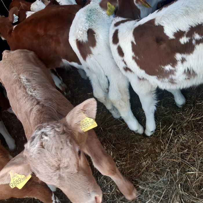 Sprzedam byczki jaloszki mięsne