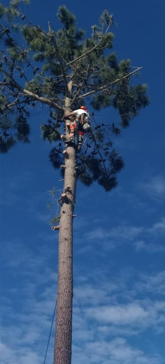 Corte e abate de árvores com elevado grau de perigosidade.