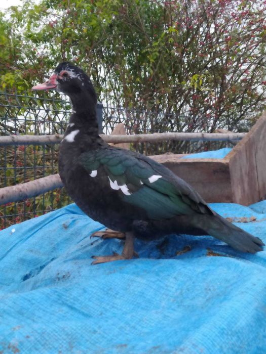 Kaczki piżmówki i mix staropolskie/dworka 2025r