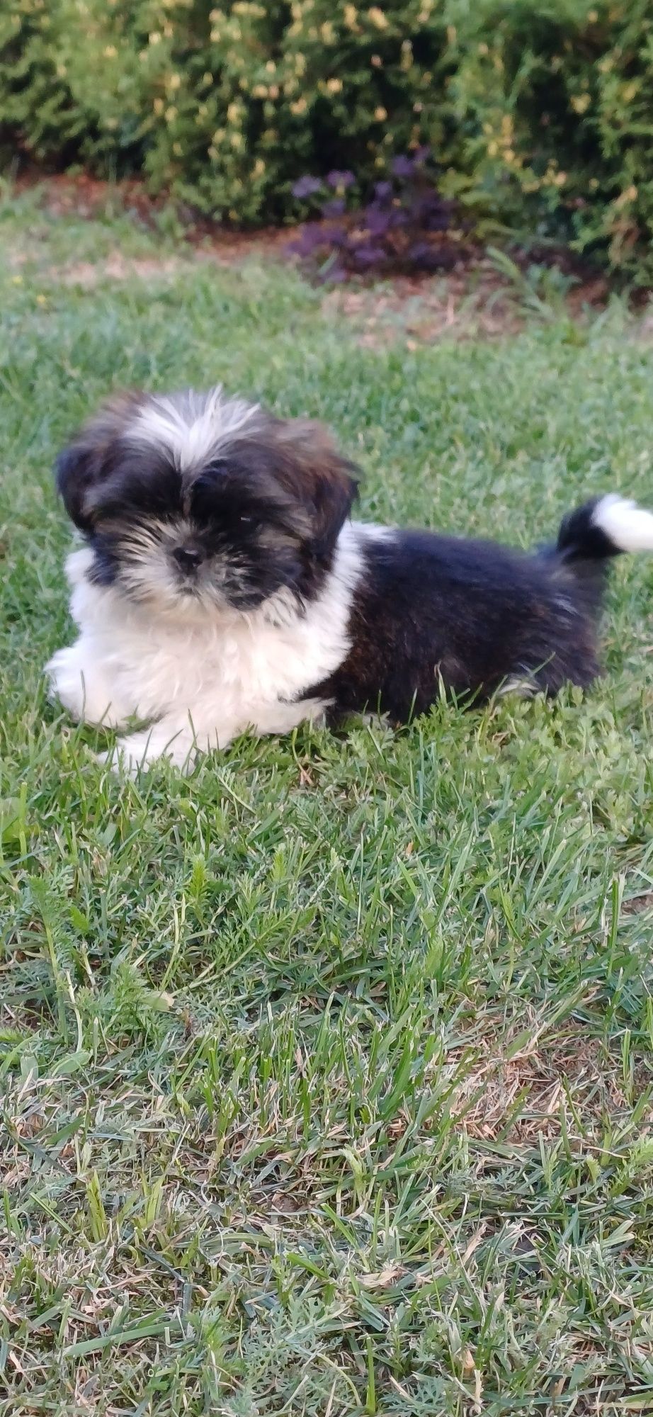 Sunia Shih-tzu gotowa do odbioru.