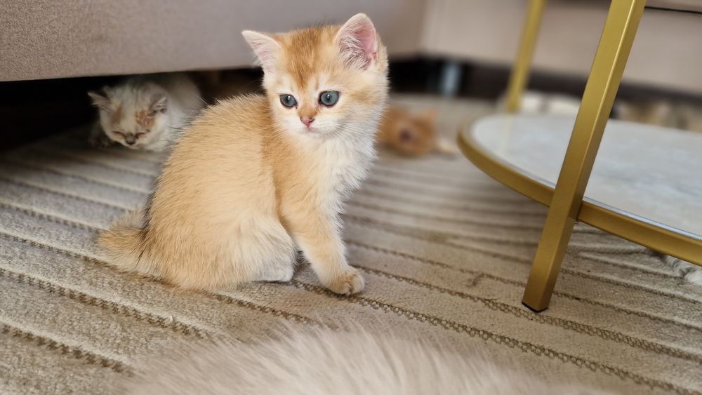 Złoty kotek brytyjski FPL