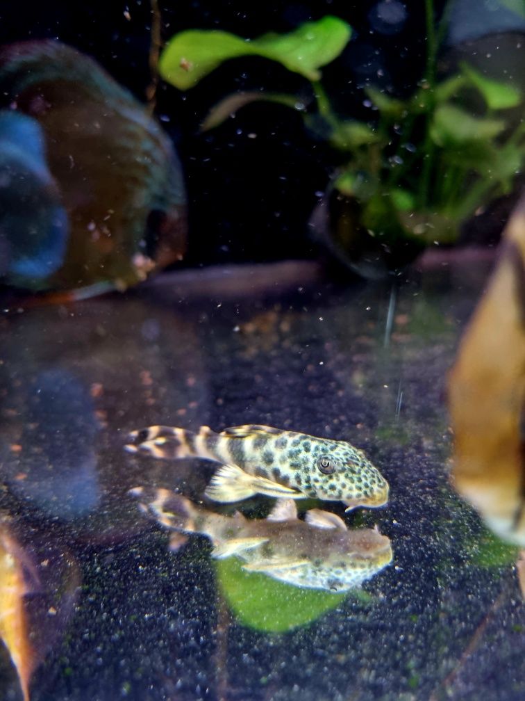 Zbrojnik L075 Peckoltia Sabaji