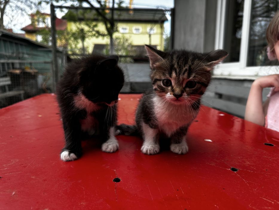 Сіамські кошенята