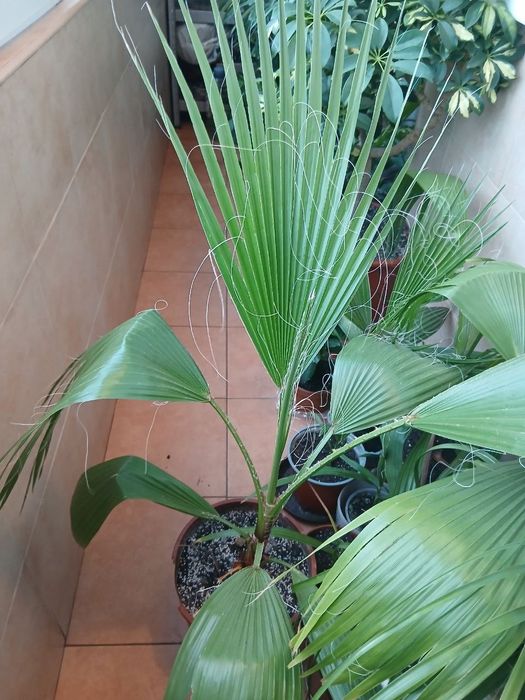 Пальма Вашингтонія та Фінікова