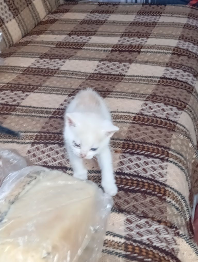 Oddam małe kotki w dobre ręce