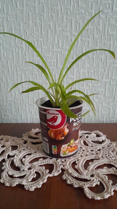 Хлорофітум домашні рослини