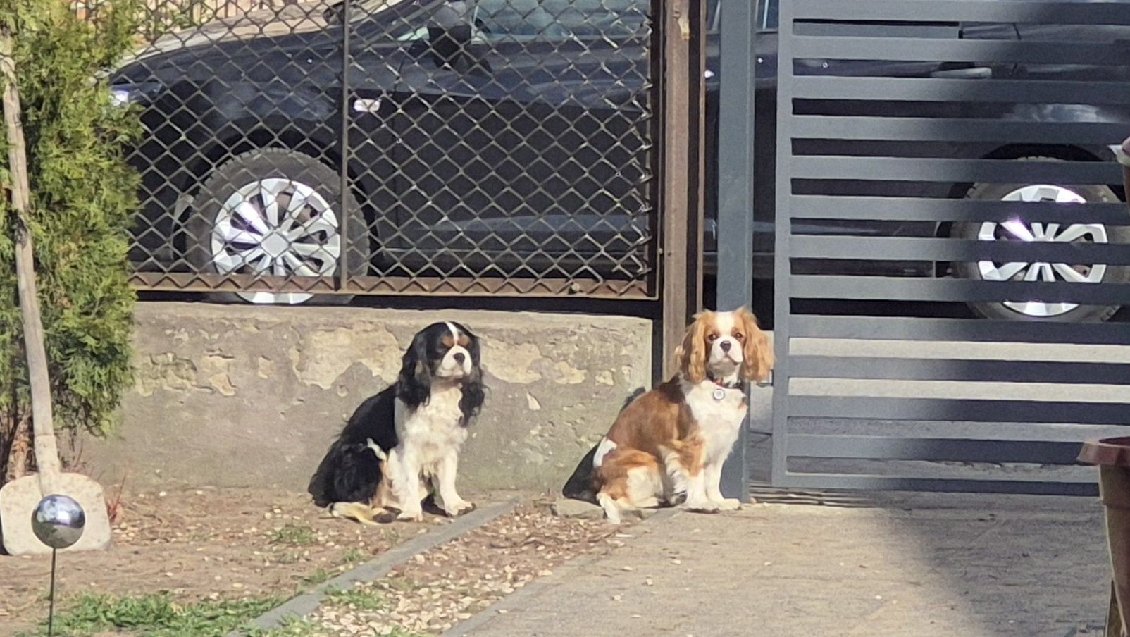 Sunia Cavalier King Charles Spaniel badania genetyczne