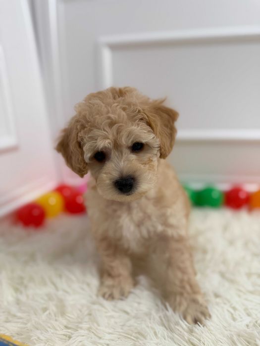 Bichpoo/Poochon Maltipoo