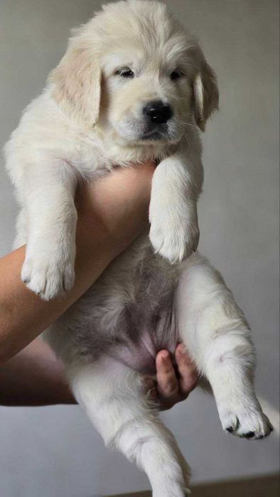 Цуценя золотистого ретривера