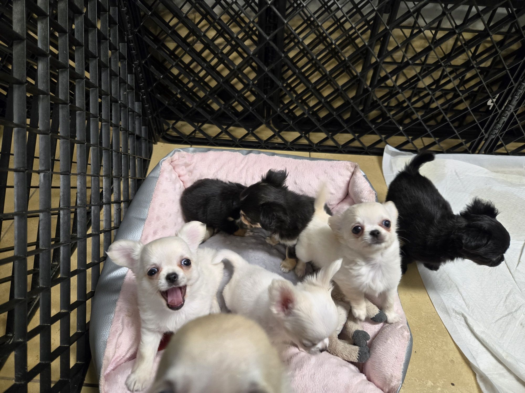 Pieski biale Chihuahua