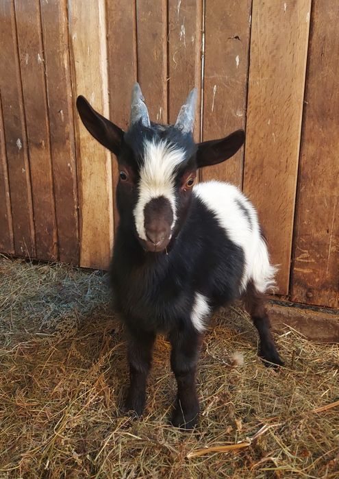 Продам молодих Цапів породи Західно-Африканських карликових кіз