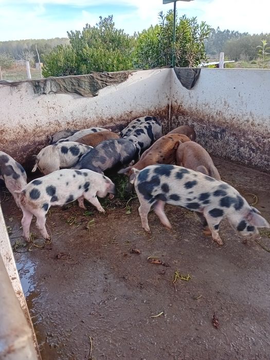 Porcos para matança