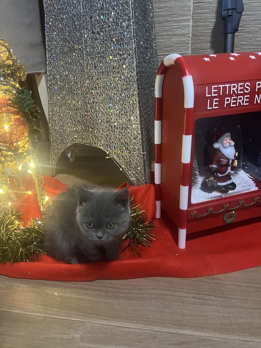 Scottish straight criados em ambiente  familiar