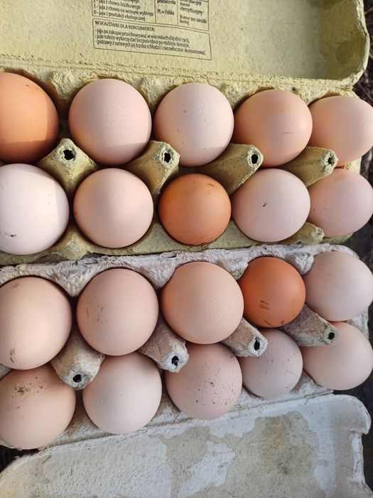 JAJKA świeże  Sprzedam