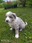 Border Collie - Blue Merle