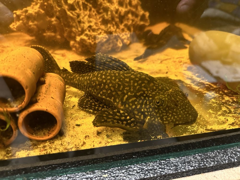 Glonojad albinos/ Hypostomus plecostomus