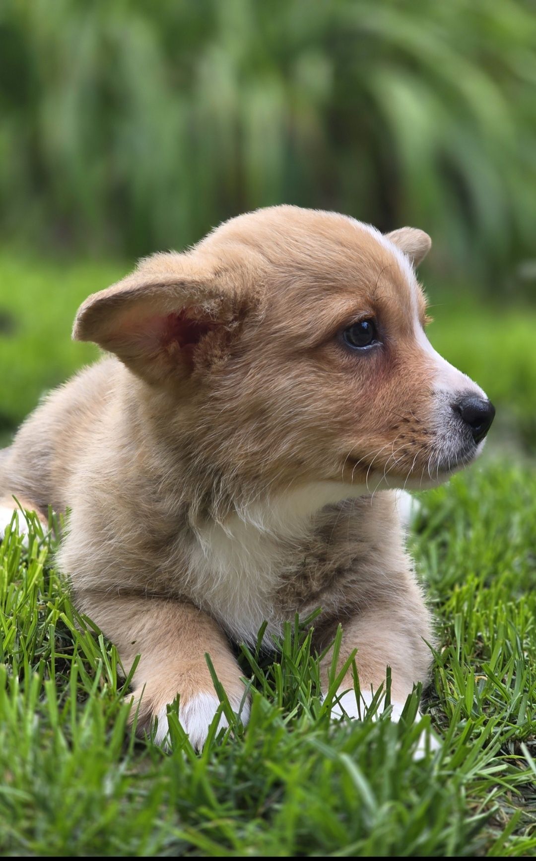 Welsh Corgi Cardigan **Sunia**Do Rezerwacji