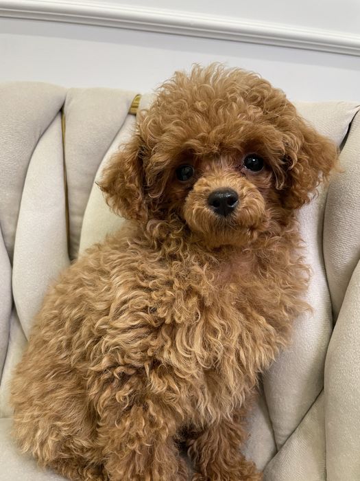 Pudel Toy dostępna sunia red malutka 85dkg.