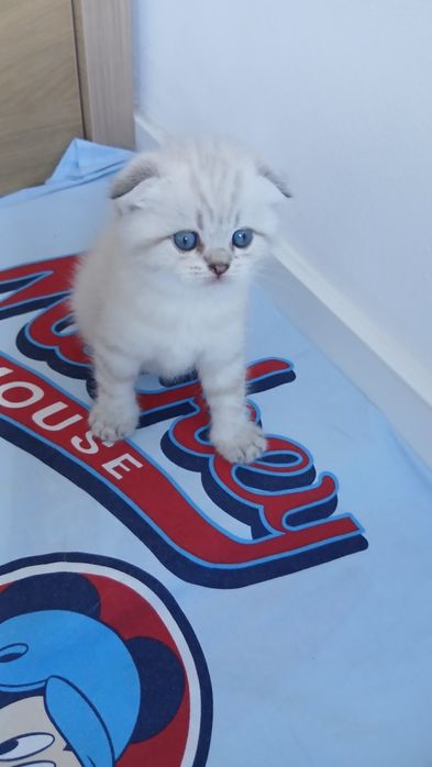 Macho Scottish Fold.