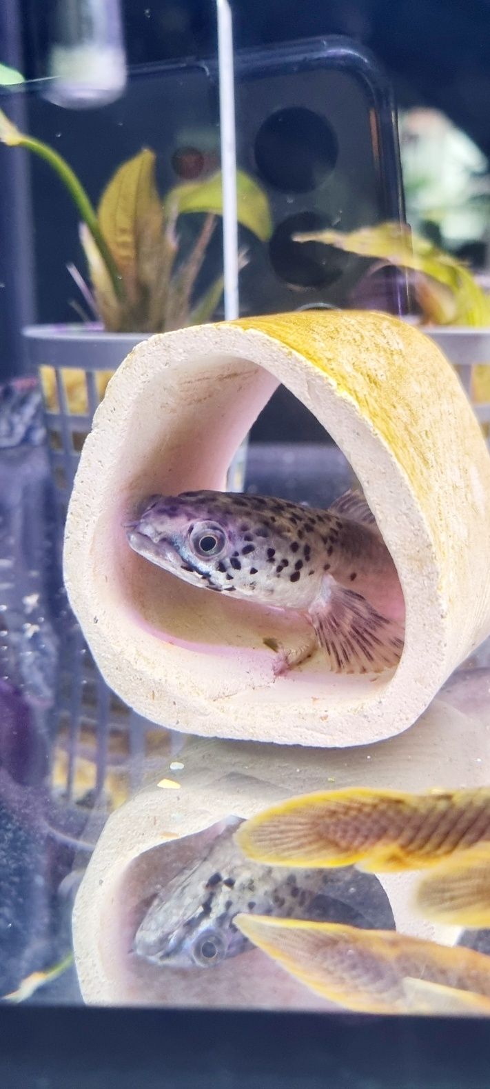 Channa stewartii (Wężogłów)