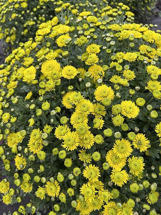 Хризантема мультифлора