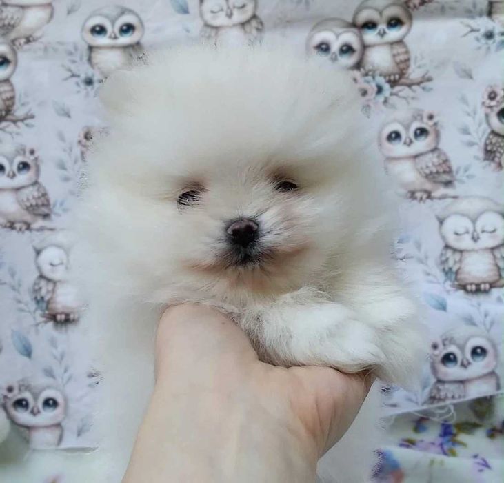 Pomeranian - cudowna, maleńka, kremowa SUCZKA typu MIŚ! Warszawa