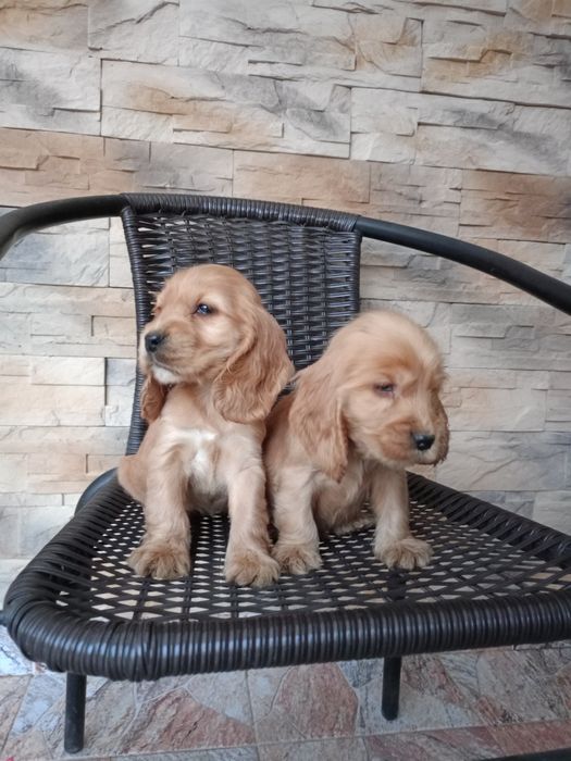 Cocker spaniel angielski piesek