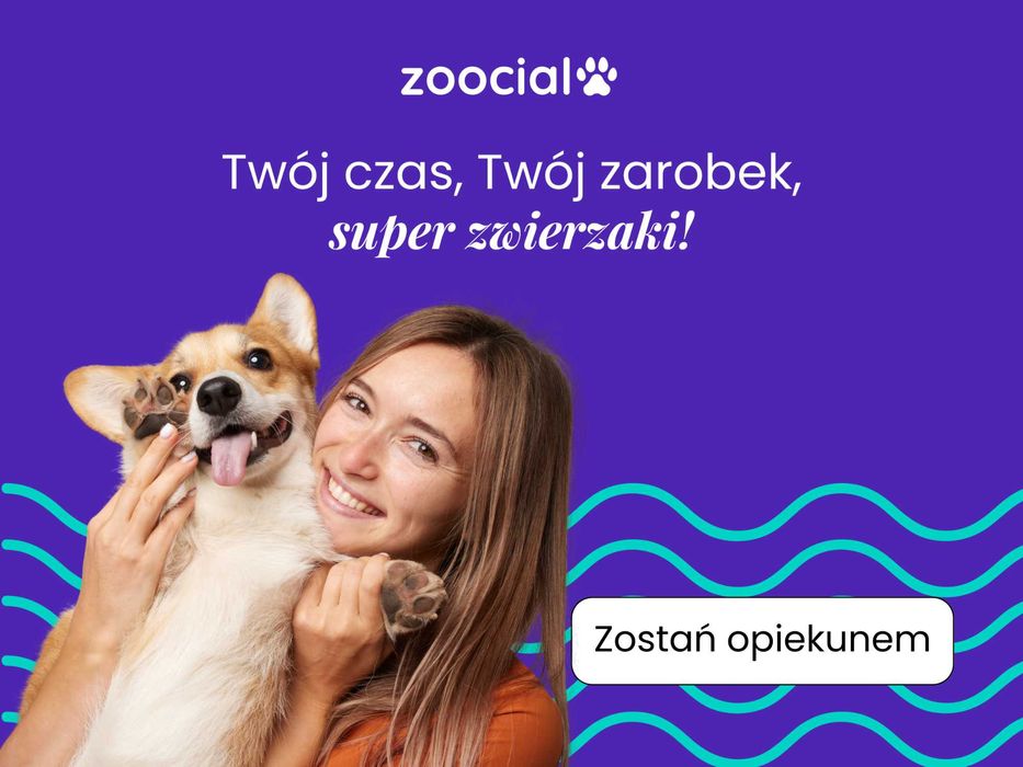 Elastyczna praca dla miłośników zwierząt. Zostań opiekunem/petsitterem