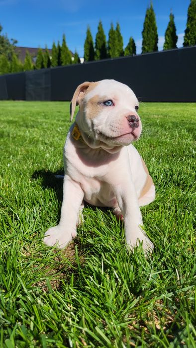 American Staffordshire Terrier płowa suczka FCI