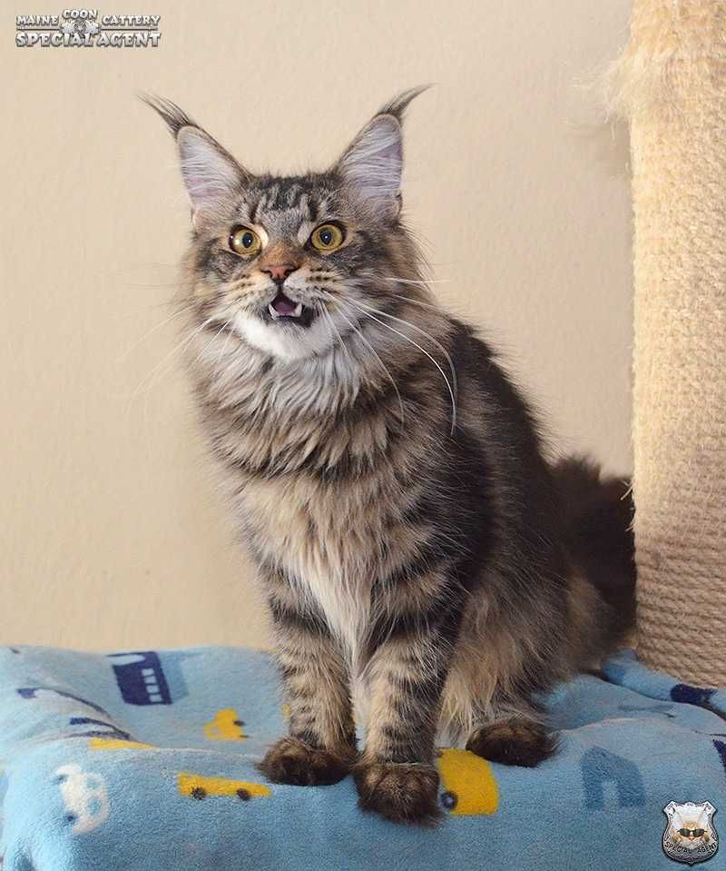 Kotka Maine Coon / rodzice bez dysplazji, echo serca / FPL FIFe