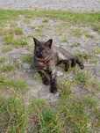 Kotek do adopcji
