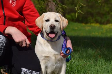 Labrador retriever szczenięta Zkwp Fci