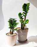 Заміокулькас Зензі (карликовий) Zamioculcas Zenzi є різні розміри