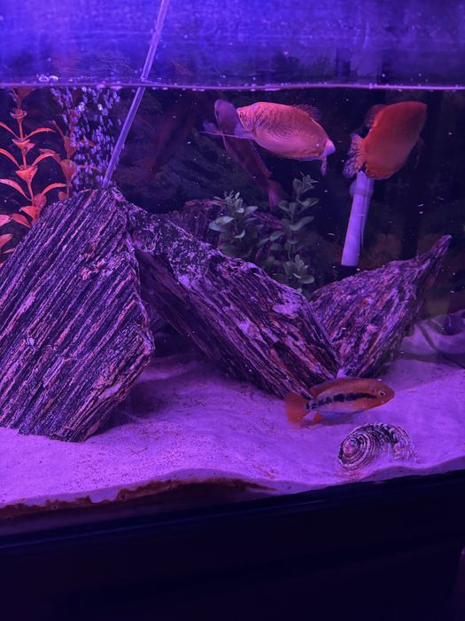 Zestaw akwarystyczny