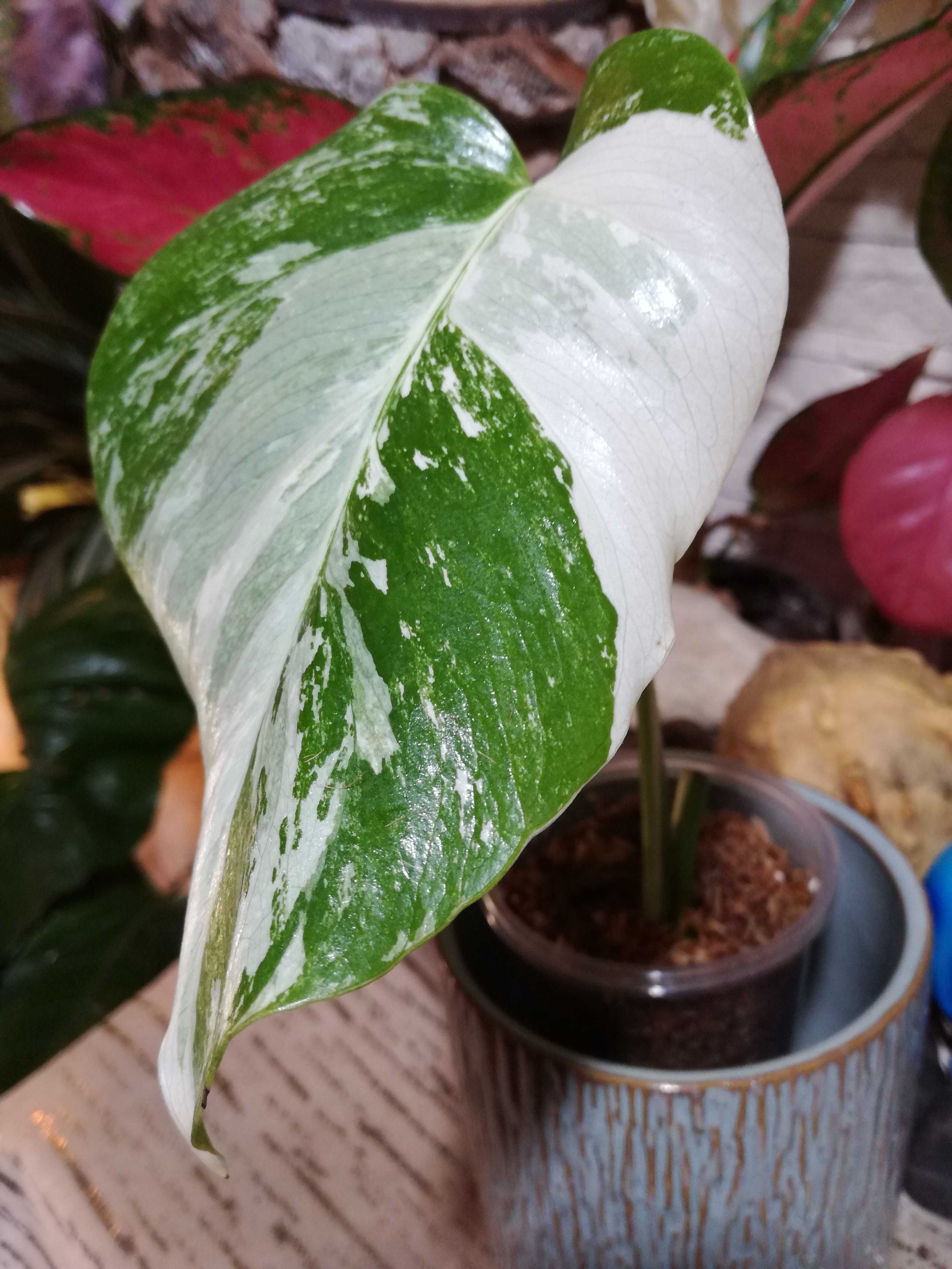 INTERNATIONAL Monstera Albo Variegata filodendron philodendron 1 liść