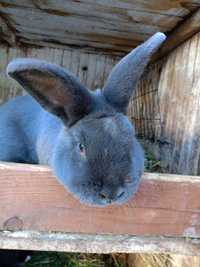 Samiec królik wiedeński posiadam także samice i samce mieszane króliki